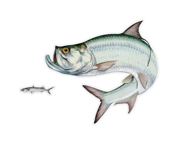 Tarpon Mega Decal