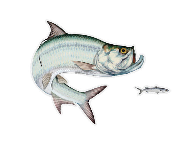 Tarpon Mega Decal