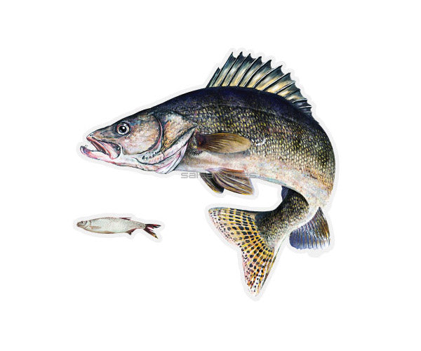 Walleye Mega Decal