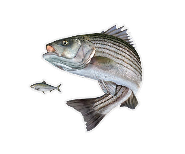 Striped Bass Mega Decal