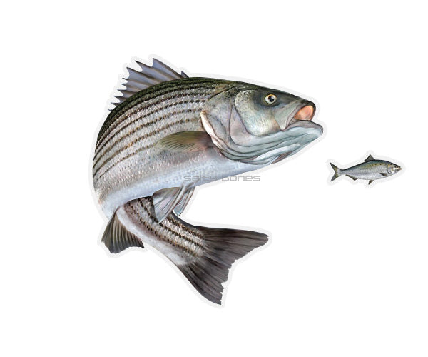 Striped Bass Mega Decal