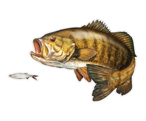 Smallmouth Bass Mega Decal