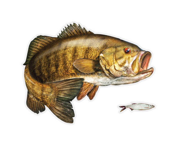 Smallmouth Bass Mega Decal