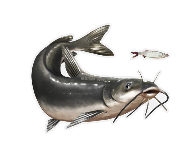 Channel Catfish Mega Decal