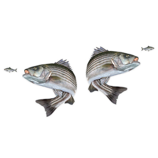 Striped Bass Mega Decal Double Pack