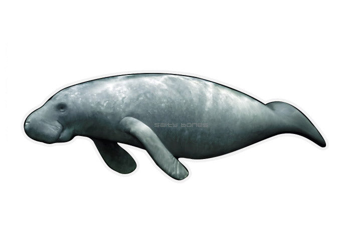 Manatee Profile Decal