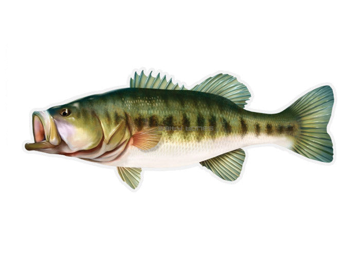 Largemouth Bass Profile Fish Decal