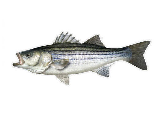 Striped Bass Profile Fish Decal