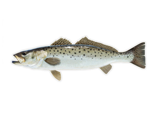 Speckled Trout Profile Fish Decal