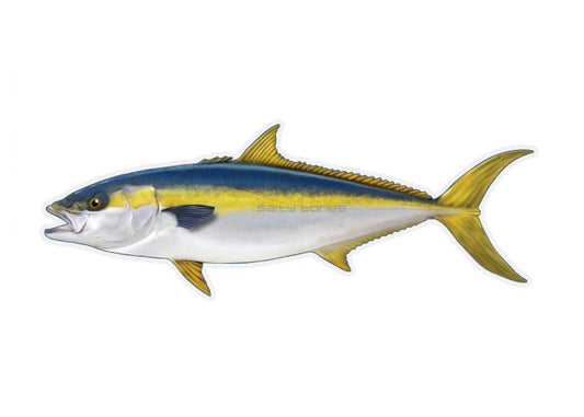Pacific Yellowtail Profile Fish Decal