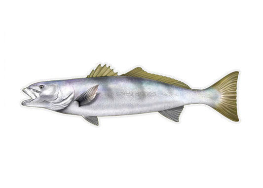 White Seabass Profile Fish Decal