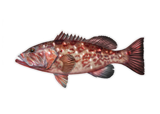 Red Grouper Profile Fish Decal