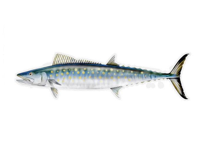 Spanish Mackerel Profile Fish Decal