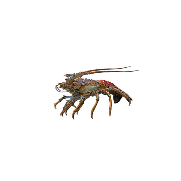 Lobster Mini Profile Decal