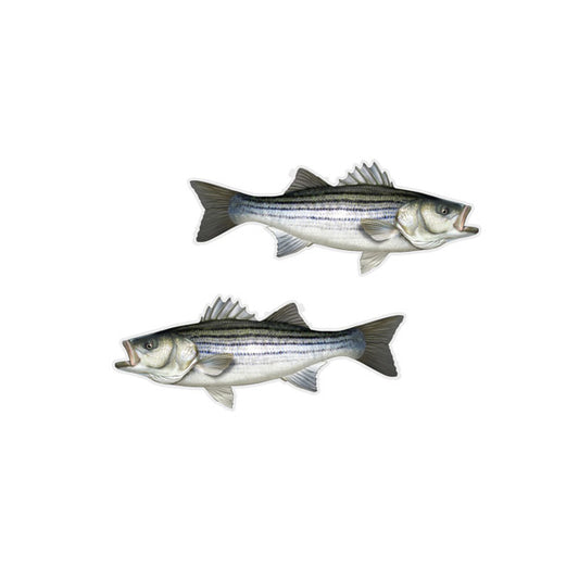 Striped Bass Mini Profile Fish Decals