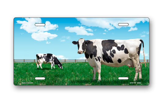 Cows Grazing License Plate