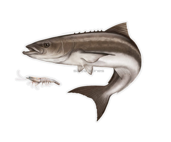 Cobia Mega Decal