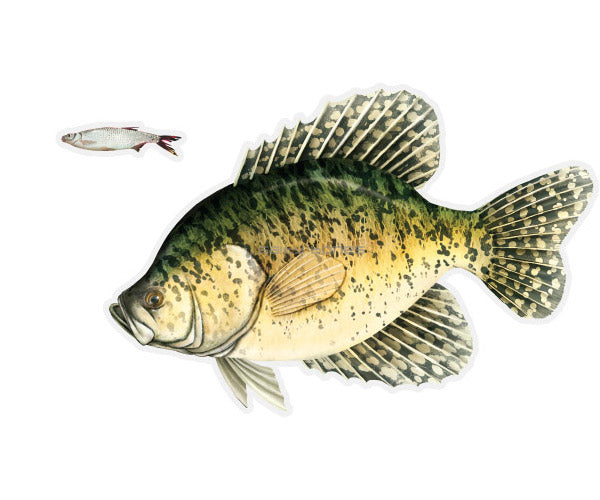 Crappie Mega Decal