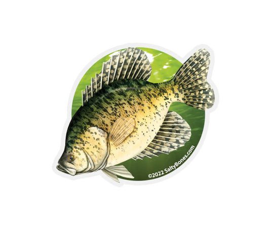 Crappie Tumbler Decal