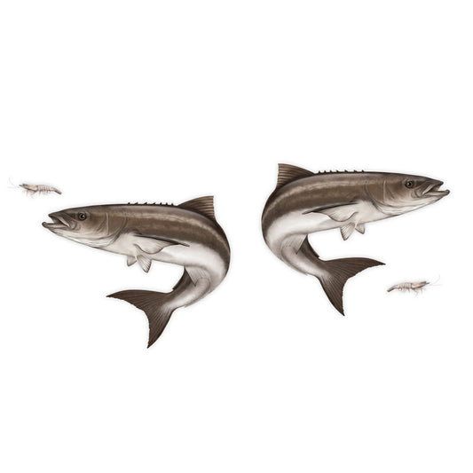 Cobia Mega Decal Double Pack