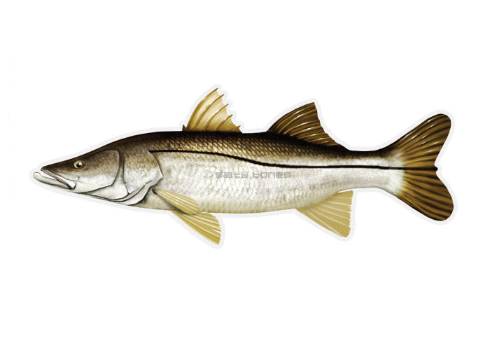 Snook Profile Fish Decal – Salty Bones