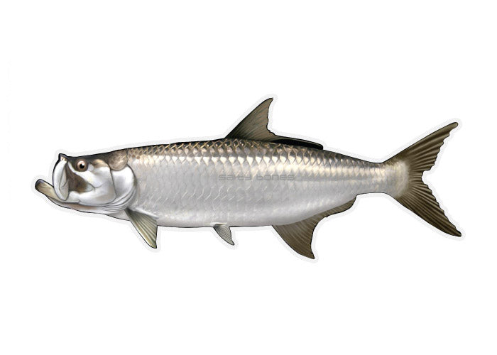 Tarpon Profile Fish Decal