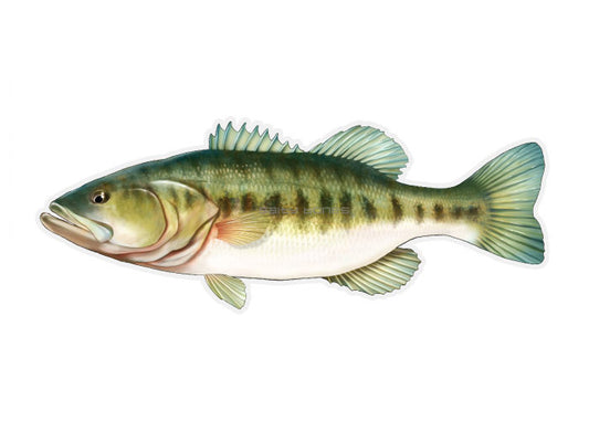 Largemouth Bass Profile Fish Decal