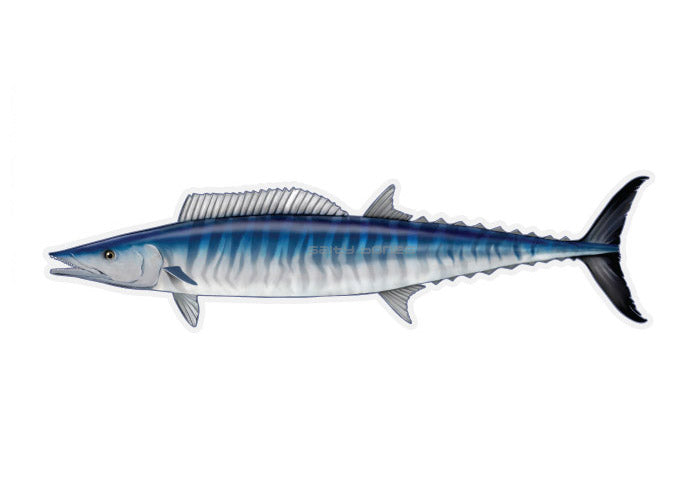 Wahoo Fish Color Pattern Wahoo Profile Fish Decal – Salty Bones