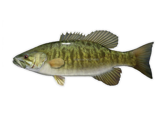 Smallmouth Bass Profile Fish Decal
