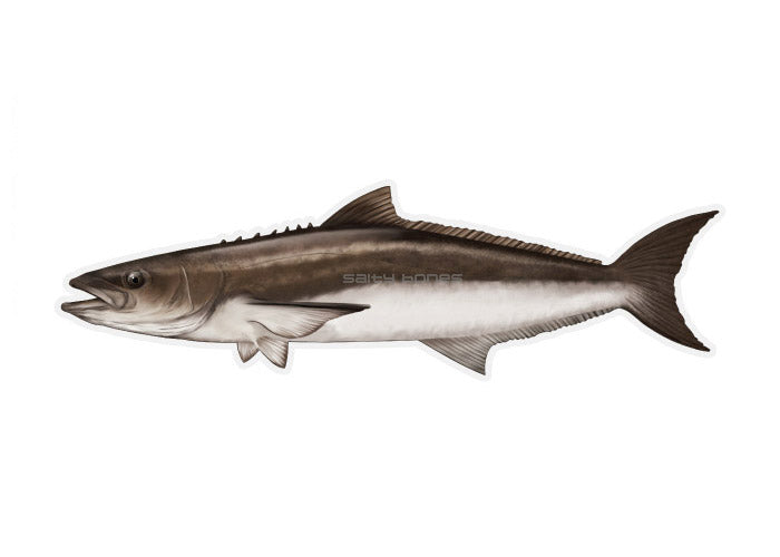 Cobia Profile Fish Decal