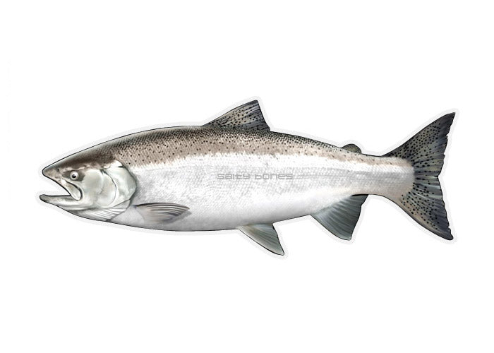 Chinook Salmon Profile Fish Decal