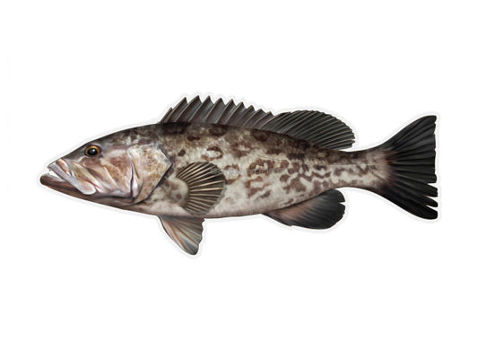 Black Grouper Profile Fish Decal