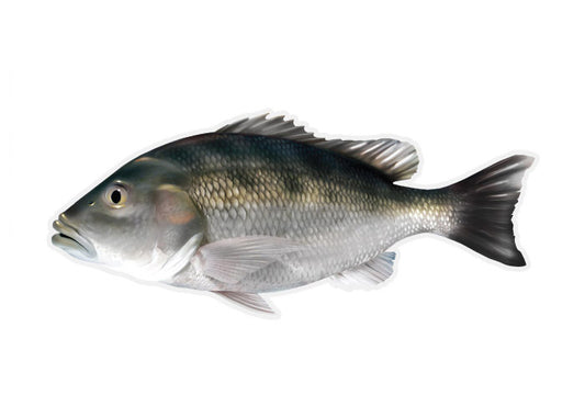 Gray Snapper Profile Fish Decal