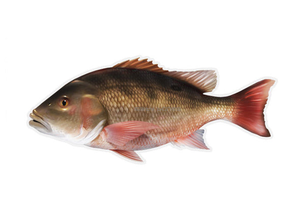 Mutton Snapper Profile Fish Decal – Salty Bones