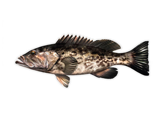 Gag Grouper Profile Fish Decal