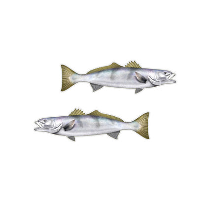White Seabass Mini Profile Fish Decals