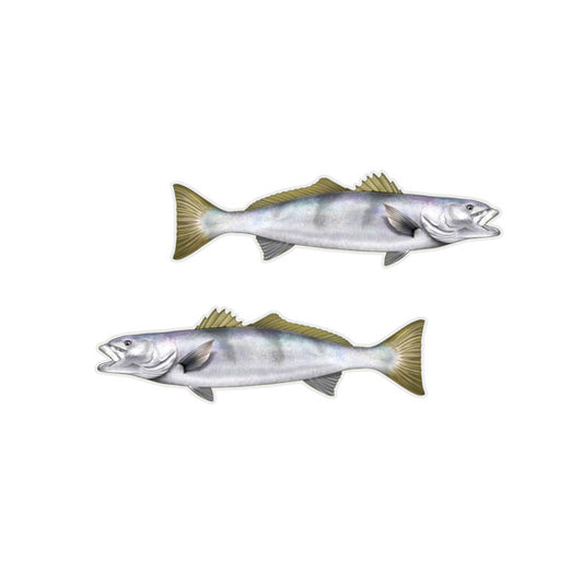 White Seabass Mini Profile Fish Decals